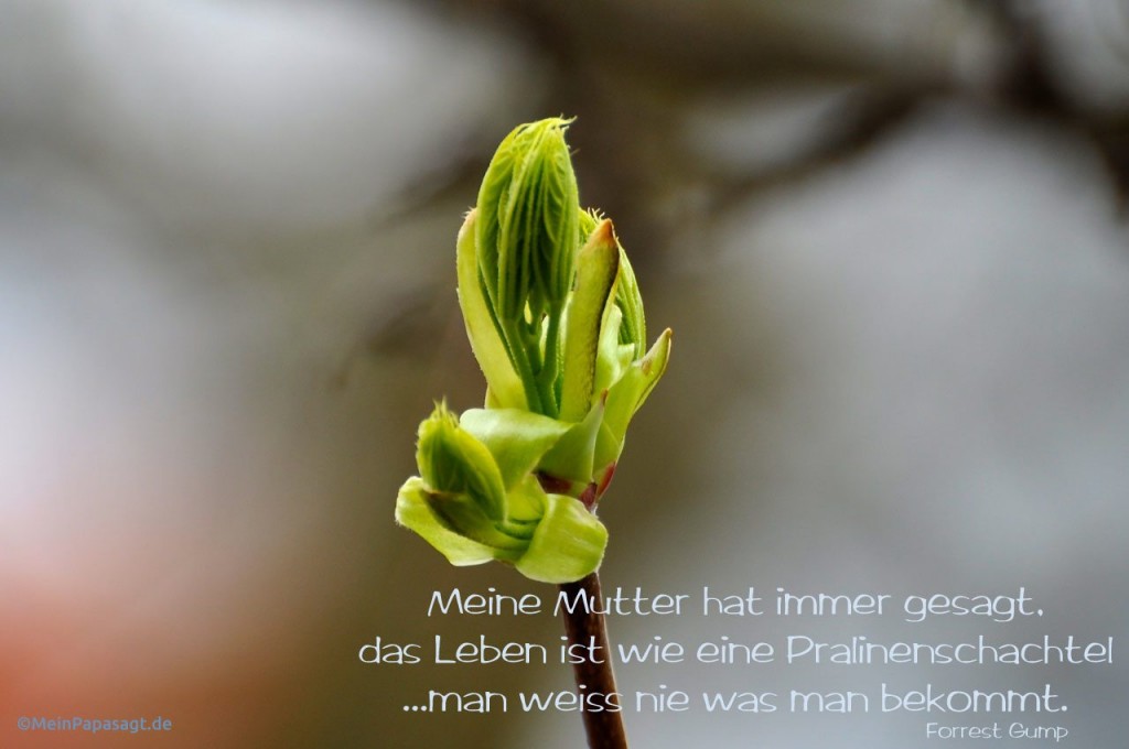 Das Leben Ist Wie Eine Pralinenschachtel