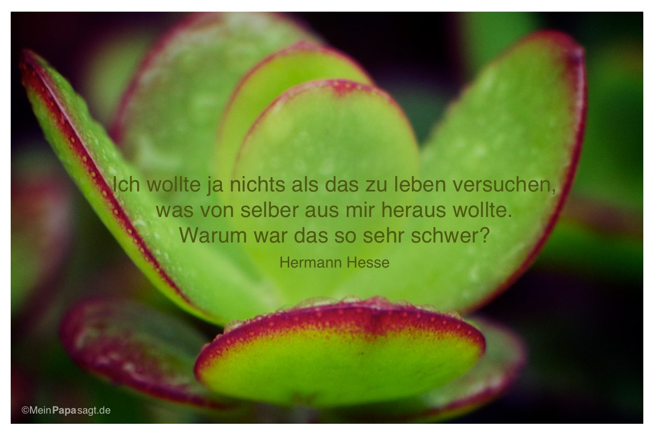 Hesse trauer hermann zitate Zitate Liebe
