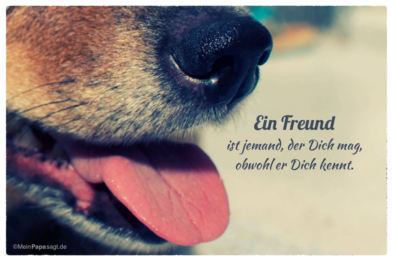 49+ Hund spruch liebe , Mein Papa sagt TOP 10 SPRÜCHE des Tages mit Bildern
