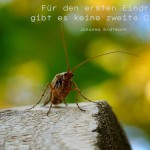 Insekt im Wald mit dem Erdtmann Zitat: Für den ersten Eindruck gibt es keine zweite Chance. Johanna Erdtmann