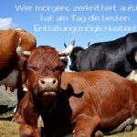 Kühe in den Alpen mit dem Spruch: Wer morgens zerknittert aufsteht, hat am Tag die besten Entfaltungsmöglichkeiten!
