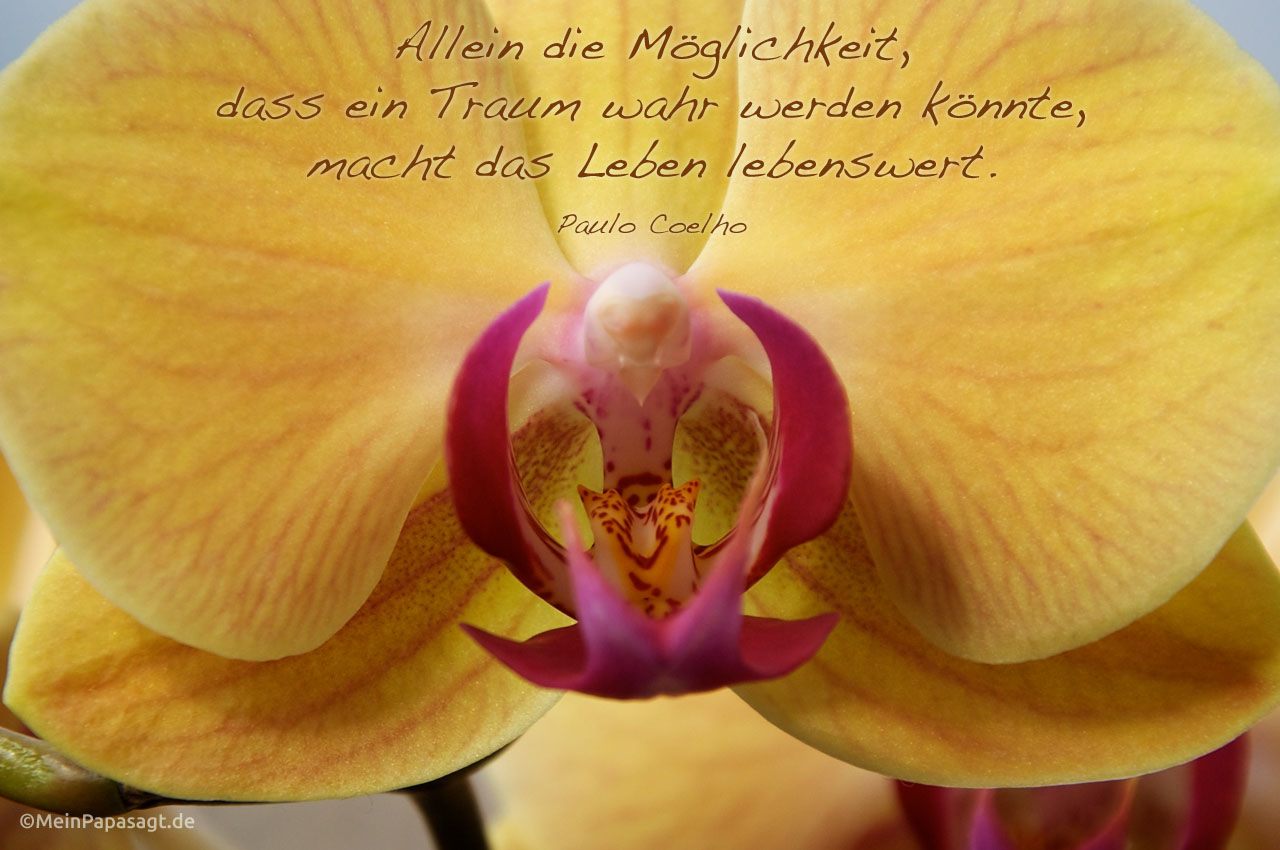 Blütenkelch einer Orchidee mit dem Coelho Zitat: Allein die Möglichkeit, dass ein Traum wahr werden könnte, macht das Leben lebenswert.  Paulo Coelho