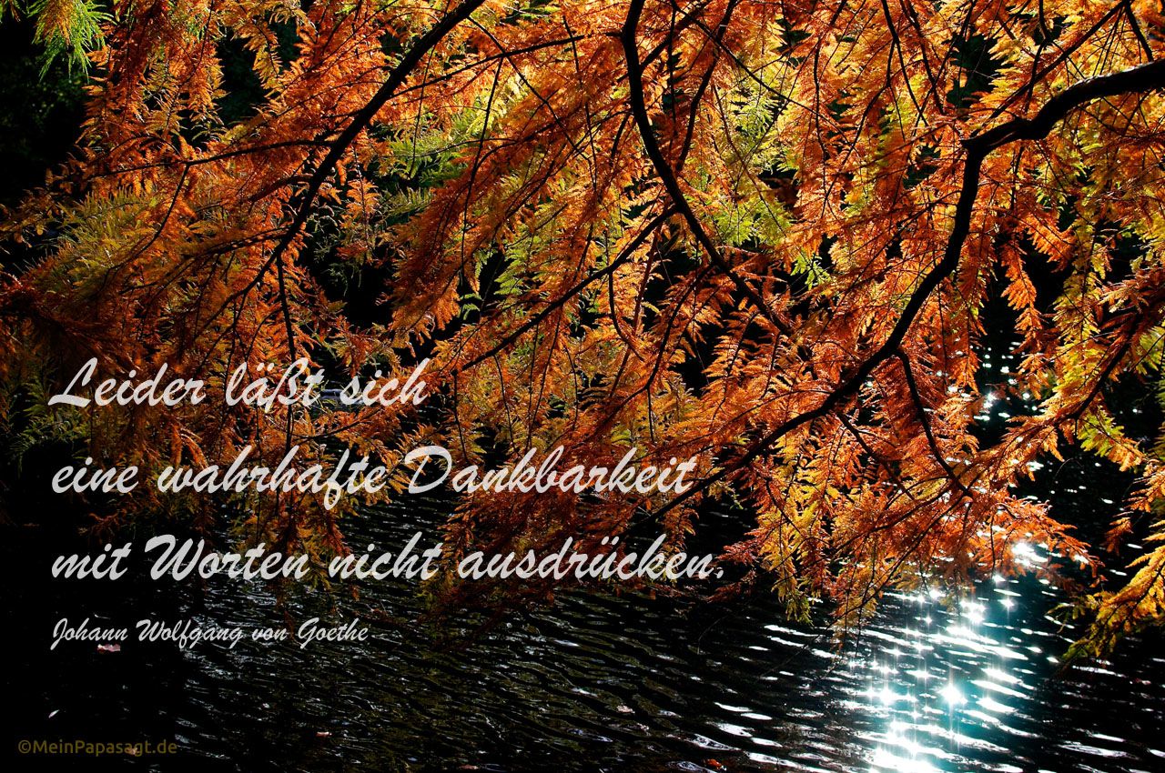 Herbstlich gefärbter Baum neigt sich im Gegenlicht über einen See mit dem Goethe Zitat: Leider läßt sich eine wahrhafte Dankbarkeit mit Worten nicht ausdrücken. Johann Wolfgang von Goethe