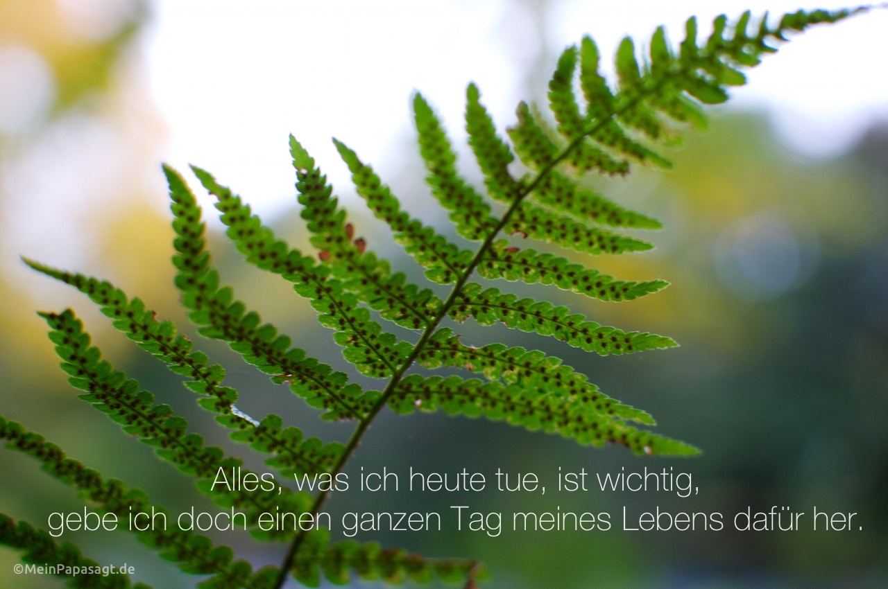 Blätter eines Farns im Berliner Tiergarten mit dem Spruch: Alles, was ich heute tue, ist wichtig, gebe ich doch einen ganzen Tag meines Lebens dafür her.