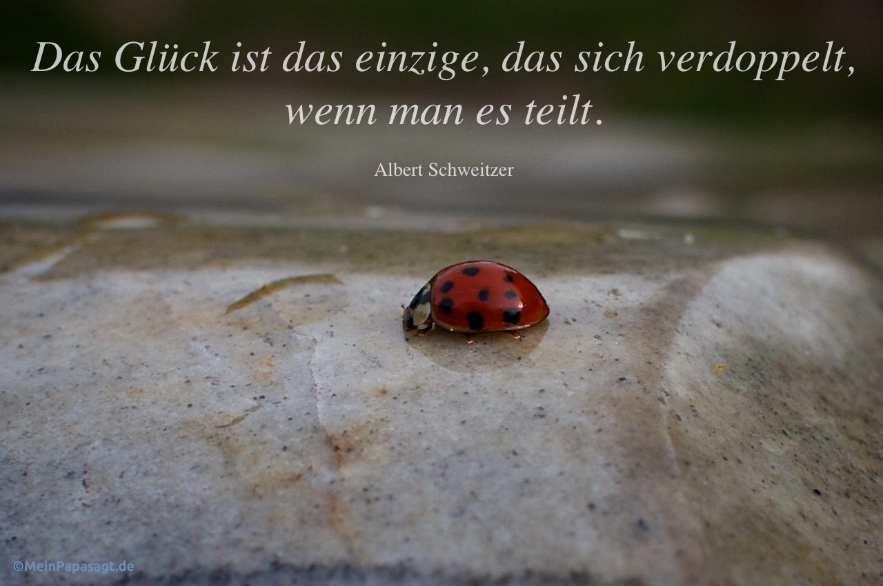 Marienkäfer auf Stein mit Albert Schweitzer Zitate Bilder: Das Glück ist das einzige, das sich verdoppelt, wenn man es teilt. Albert Schweitzer