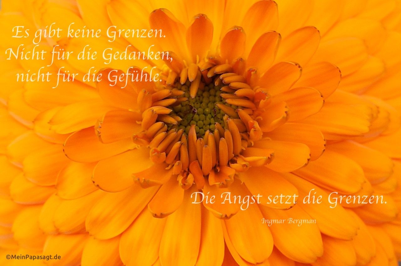Nahaufnahme eines Blütenkelches der Chrysantheme mit dem Bergman Zitat: Es gibt keine Grenzen. Nicht für die Gedanken, nicht für die Gefühle. Die Angst setzt die Grenzen. Ingmar Bergman