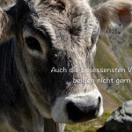 Almkuh am Timmelsjoch mit dem Ringelnatz Zitat: Auch die besessensten Vegetarier beißen nicht gern ins Gras. Joachim Ringelnatz