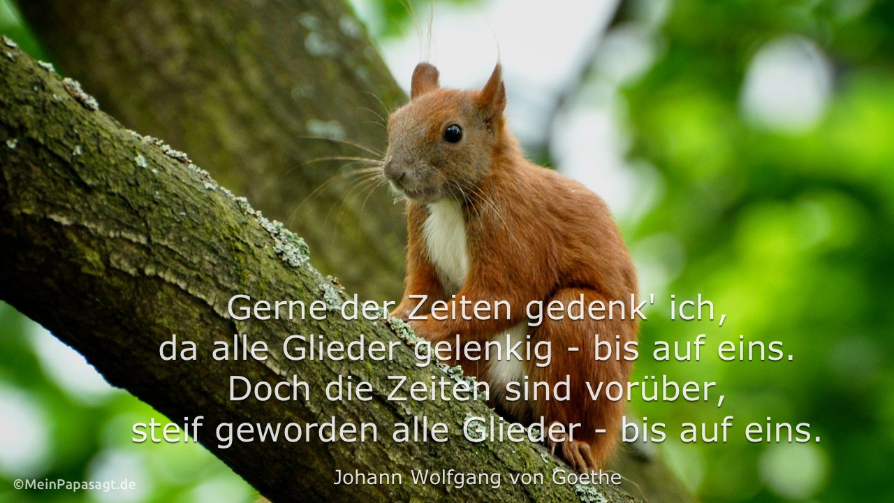 Eichhörnchen im Baum mit dem Goethe Zitat: Gerne der Zeiten gedenk' ich, da alle Glieder gelenkig - bis auf eins. Doch die Zeiten sind vorüber, steif geworden alle Glieder - bis auf eins. Johann Wolfgang von Goethe