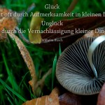 Pilz im Berliner Tiergarten mit dem Busch Zitat: Glück entsteht oft durch Aufmerksamkeit in kleinen Dingen, Unglück oft durch die Vernachlässigung kleiner Dinge. Wilhelm Busch