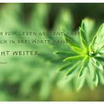 Pflanze, leicht farbverfälscht mit dem Robert Lee Frost Zitat: Was ich vom Leben gelernt habe, kann ich in drei Worte fassen:  es geht weiter. Robert Lee Frost