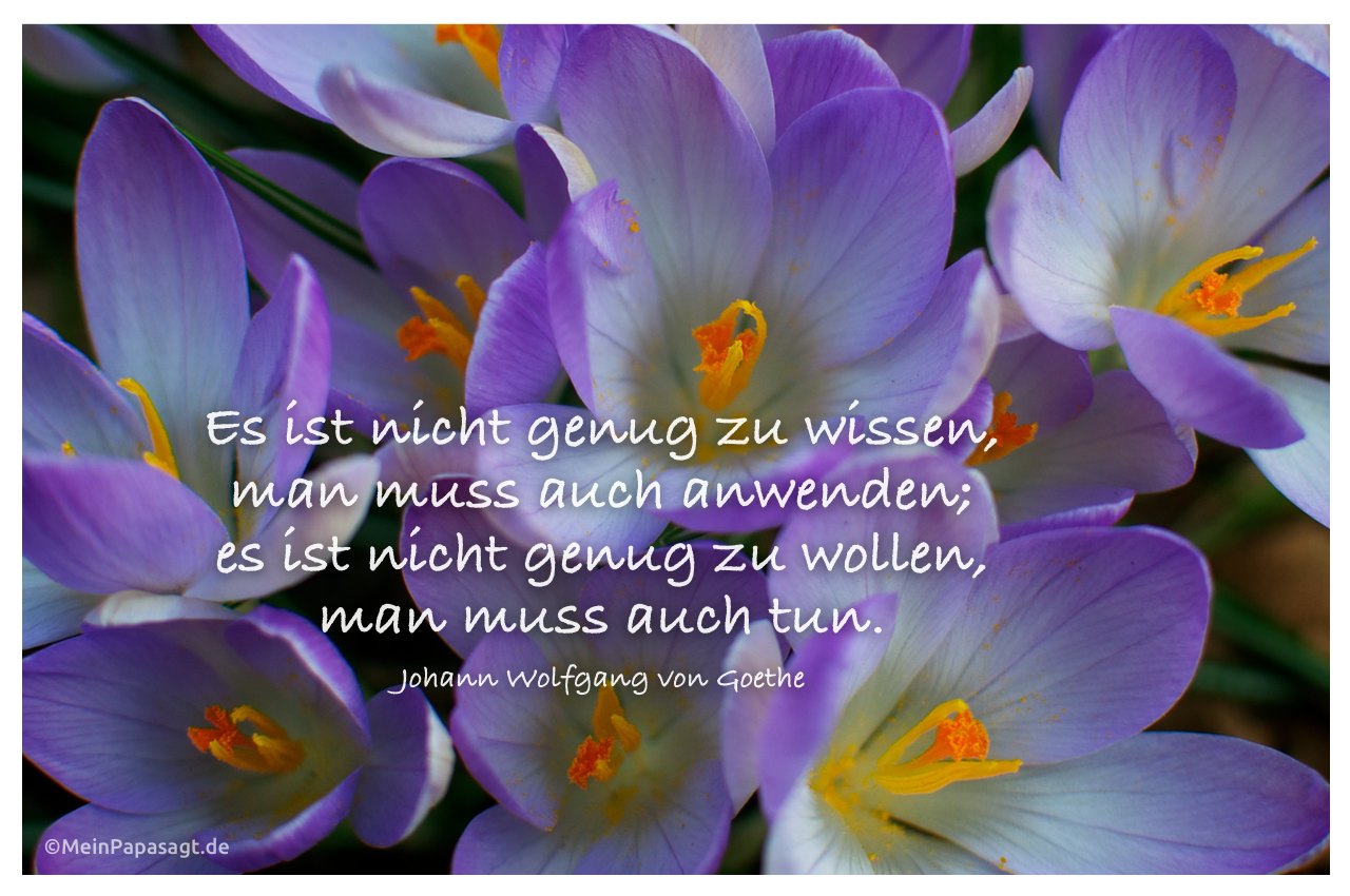 Blütenkelche  mit dem Goethe-Zitat: Es ist nicht genug zu wissen, man muss auch anwenden; es ist nicht genug zu wollen, man muss auch tun. Johann Wolfgang von Goethe