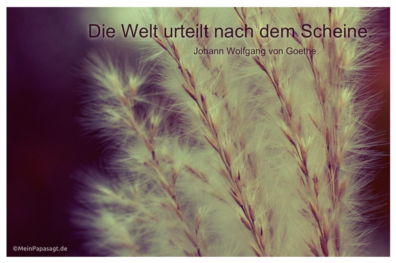 Gräser mit dem Goethe-Zitat: Die Welt urteilt nach dem Scheine. Johann Wolfgang von Goethe