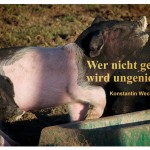 Schweine mit dem Zitat: Wer nicht genießt,   wird ungenießbar. Konstantin Wecker