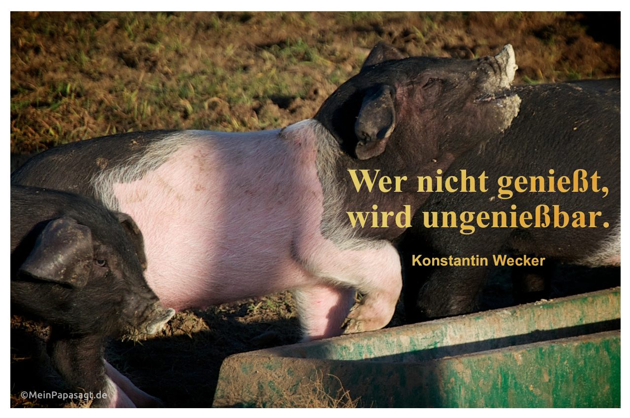 Schweine mit Mein Papa sagt Konstantin Wecker Zitate Bilder: Wer nicht genießt,  wird ungenießbar. Konstantin Wecker