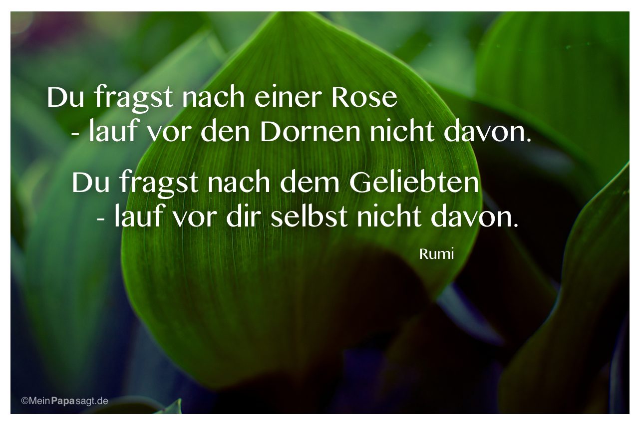 Blatt mit dem Zitat: Du fragst nach einer Rose - lauf vor den Dornen nicht davon. Du fragst nach dem Geliebten - lauf vor dir selbst nicht davon. Rumi