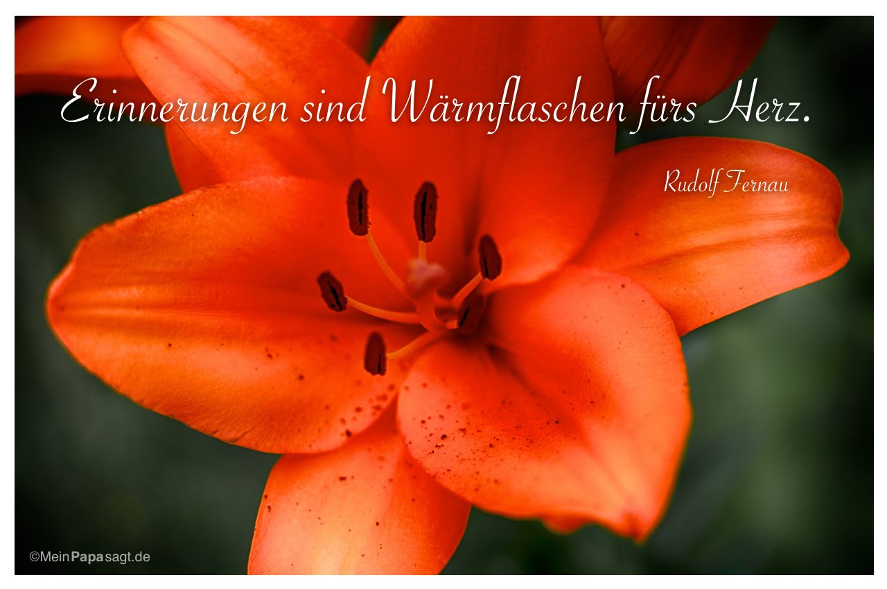 Blütenkelch einer Lilie mit dem Zitat: Erinnerungen sind Wärmflaschen fürs Herz. Rudolf Fernau