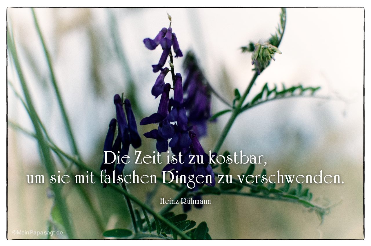 Blumen am Kornfeld mit Mein Papa sagt Heinz Rühmann Zitate Bilder: Die Zeit ist zu kostbar, um sie mit falschen Dingen zu verschwenden. Heinz Rühmann