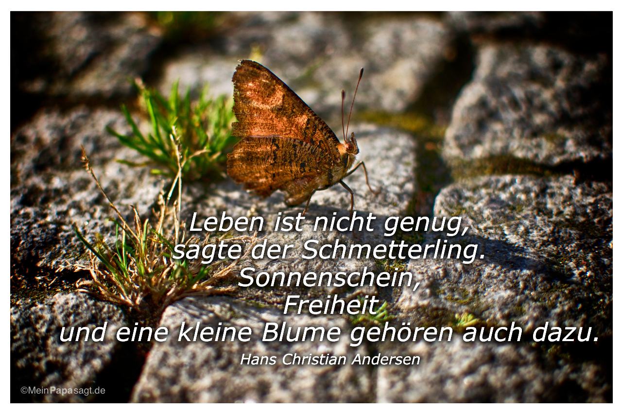 Schmetterling mit dem Zitat: Leben ist nicht genug, sagte der Schmetterling. Sonnenschein, Freiheit und eine kleine Blume gehören auch dazu. Hans Christian Andersen
