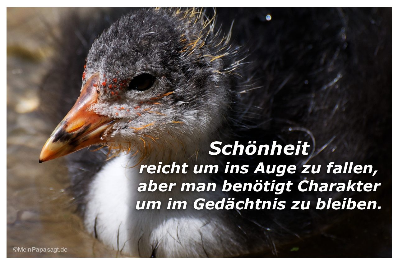 Image Result For Gute Zitate Tiere