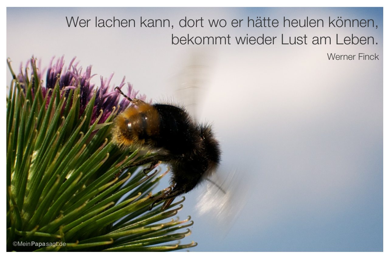 Hummel auf Blüte mit dem Zitat: Wer lachen kann, dort wo er hätte heulen können, bekommt wieder Lust am Leben. Werner Finck