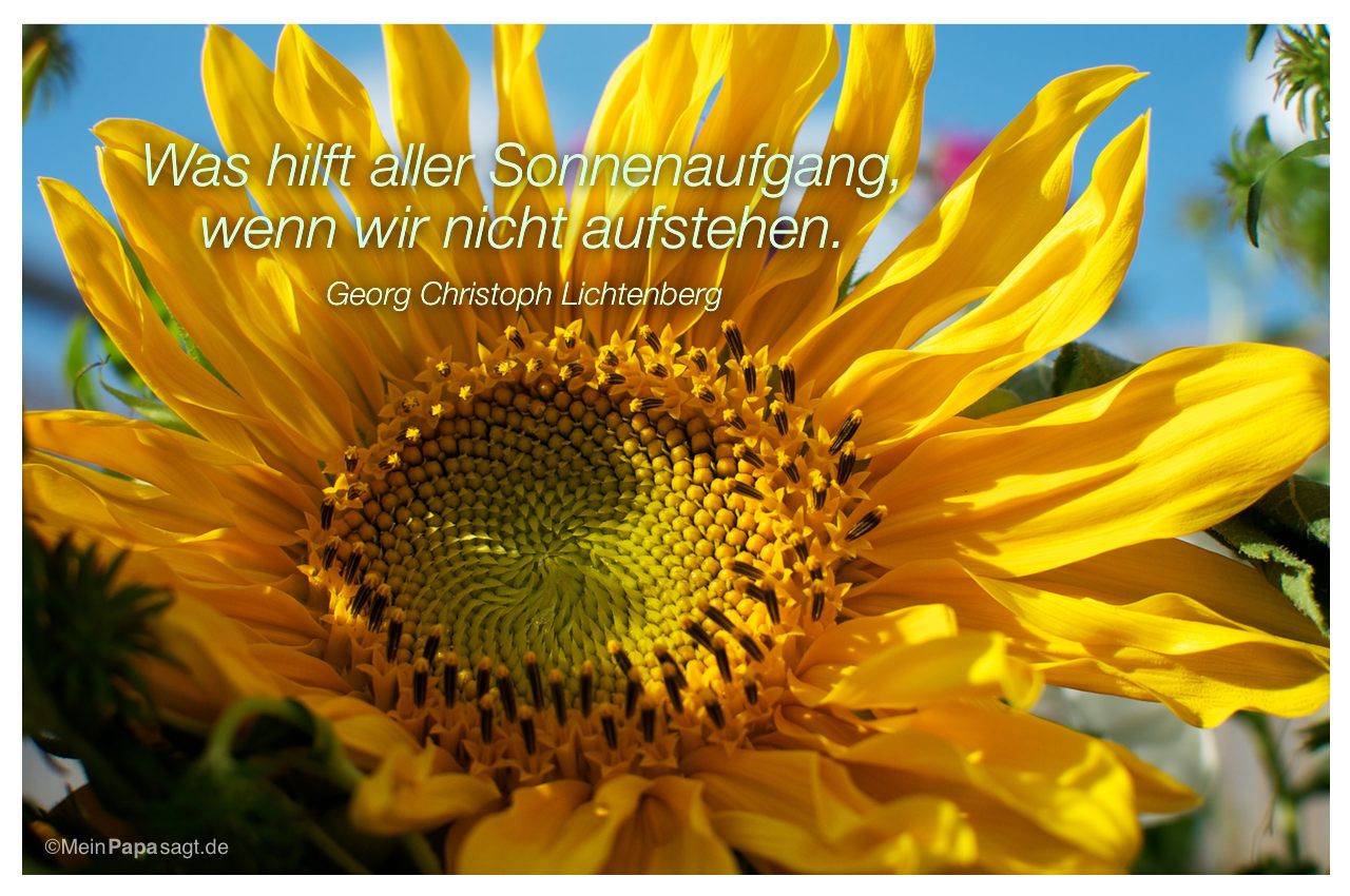 Sonnenblume mit dem Zitat: Was hilft aller Sonnenaufgang, wenn wir nicht aufstehen. Georg Christoph Lichtenberg