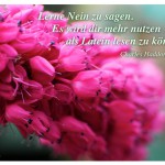 Blütenkelche mit dem Zitat: Lerne Nein zu sagen. Es wird dir mehr nutzen als Latein lesen zu können. Charles Haddon Spurgeon