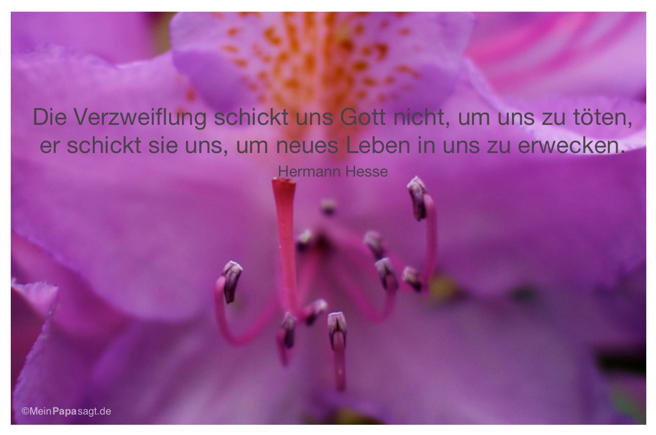 Blütenkelch mit Mein Papa sagt Hermann Hesse Zitate Bilder: Die Verzweiflung schickt uns Gott nicht, um uns zu töten, er schickt sie uns, um neues Leben in uns zu erwecken. Hermann Hesse