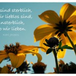 Sonnenblumen mit dem Karl Jaspers Zitat: Wir sind sterblich, wo wir lieblos sind, unsterblich, wo wir lieben. Karl Jaspers