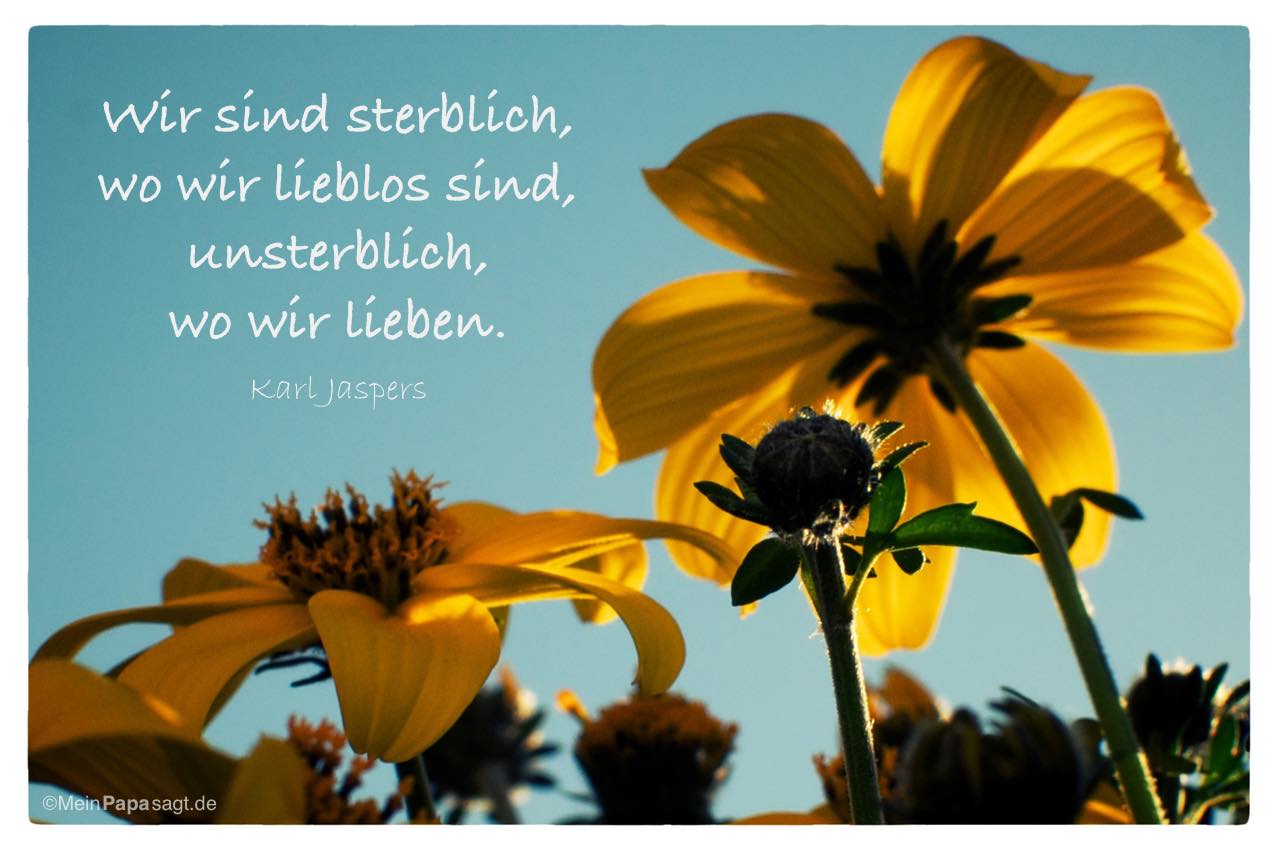 Sonnenblumen mit Mein Papa sagt Karl Jaspers Zitate Bilder: Wir sind sterblich, wo wir lieblos sind, unsterblich, wo wir lieben. Karl Jaspers
