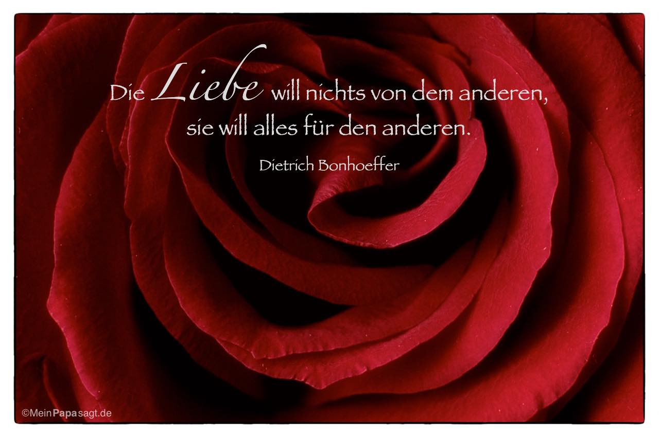 Rote Rose mit dem Dietrich Bonhoeffer Zitat: Die Liebe will nichts von dem anderen, sie will alles für den anderen. Dietrich Bonhoeffer