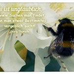 Biene auf Blüte mit dem Georg Thomalla Zitat: Es ist unglaublich, wieviele Sachen man findet, wenn man etwas Bestimmtes vergeblich sucht! Georg Thomalla