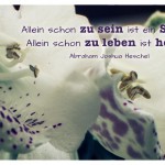 Blütenkelch mit dem Abraham Joshua Heschel Zitat: Allein schon zu sein ist ein Segen. Allein schon zu leben ist heilig. Abraham Joshua Heschel