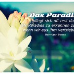 Blüten vorm Himmel mit dem Hermann Hesse Zitat: Das Paradies pflegt sich oft erst dann als Paradies zu erkennen zu geben, wenn wir aus ihm vertrieben sind. Hermann Hesse