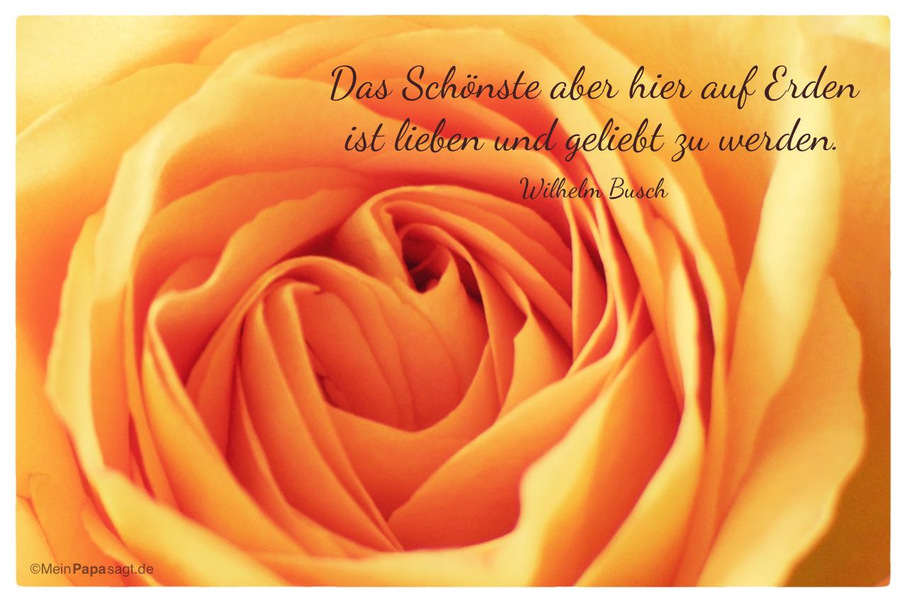Orange Rose mit dem Wilhelm Busch Zitat: Das Schönste aber hier auf Erden ist lieben und geliebt zu werden. Wilhelm Busch