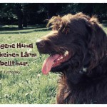Labradoodle mit dem Kurt Tucholsky Zitat: Der eigene Hund macht keinen Lärm - er bellt nur. Kurt Tucholsky