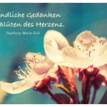 Mandelblüte mit dem Ingeborg Maria Sick Zitat: Freundliche Gedanken sind Blüten des Herzens. Ingeborg Maria Sick