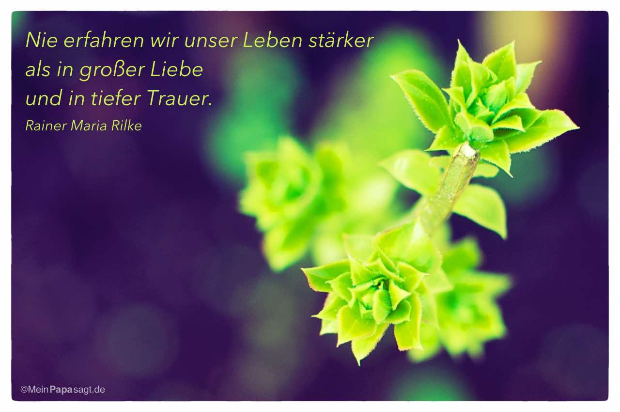 Knospe mit Mein Papa sagt Rainer Maria Rilke Zitate Bilder: Nie erfahren wir unser Leben stärker als in großer Liebe und in tiefer Trauer. Rainer Maria Rilke