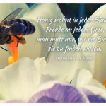 Biene im Blütenkelch mit dem Heinrich von Kleist Zitat: Honig wohnt in jeder Blume, Freude an jedem Orte, man muss nur, wie die Biene, sie zu finden wissen. Heinrich von Kleist