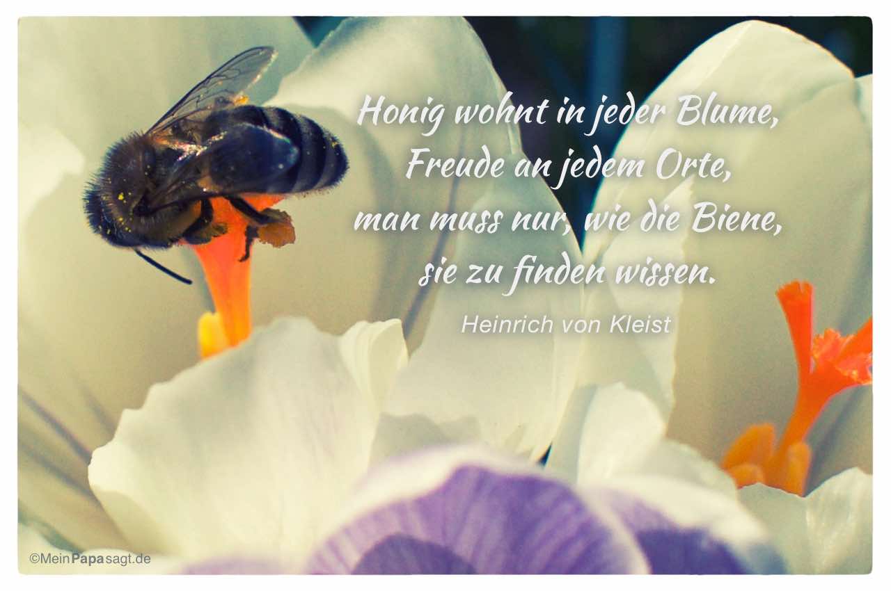 Biene im Blütenkelch mit Mein Papa sagt Heinrich von Kleist Zitate Bilder: Honig wohnt in jeder Blume, Freude an jedem Orte, man muss nur, wie die Biene, sie zu finden wissen. Heinrich von Kleist