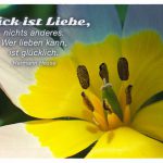 Blütenkelch mit dem Hermann Hesse Zitat: Glück ist Liebe, nichts anderes. Wer lieben kann, ist glücklich. Hermann Hesse