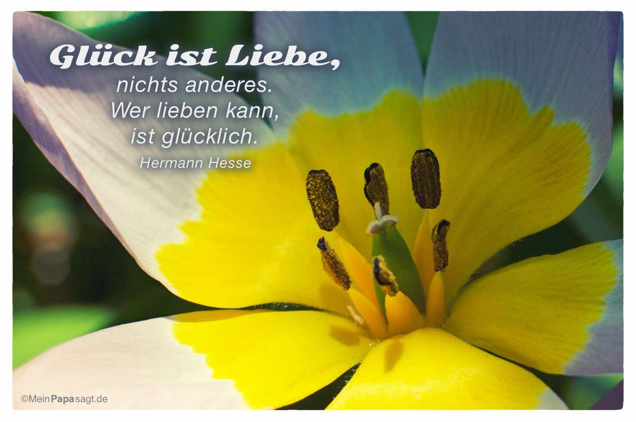 Blütenkelch mit Mein Papa sagt Hermann Hesse Zitate Bilder: Glück ist Liebe, nichts anderes. Wer lieben kann, ist glücklich. Hermann Hesse
