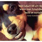 fröhlicher Hund mit dem Gulbenkian Zitat: Das Leben ist ein Spiegel: Wenn man hineinlächelt, lacht es zurück. Nubar Gulbenkian