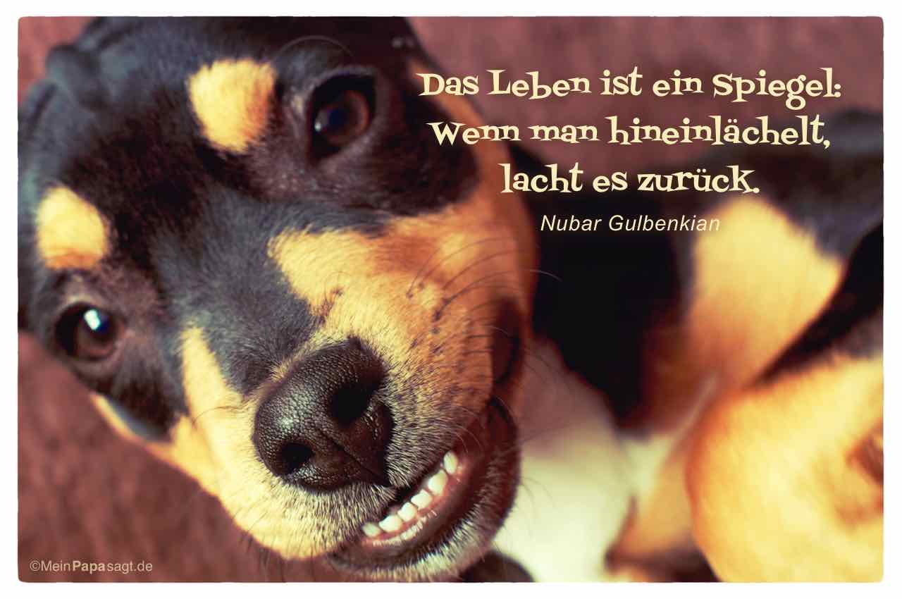 fröhlicher Hund mit dem Gulbenkian Zitat: Das Leben ist ein Spiegel: Wenn man hineinlächelt, lacht es zurück. Nubar Gulbenkian