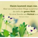 Blütenköpfe mit dem Hesse Zitat: Heim kommt man nie. Aber wo befreundete Wege zusammenlaufen, da sieht die ganze Welt für eine Stunde wie Heimat aus. Hermann Hesse