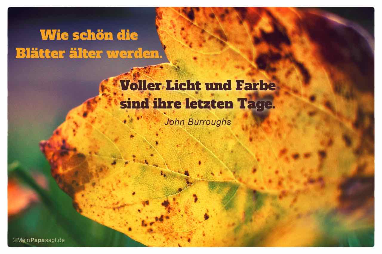 Herbstlaub mit dem Burroughs Zitat: Wie schön die Blätter älter werden. Voller Licht und Farbe sind ihre letzten Tage. John Burroughs