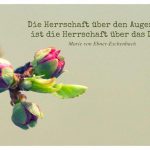 Mandelblüte mit dem Ebner-Eschenbach Zitat: Die Herrschaft über den Augenblick ist die Herrschaft über das Leben. Marie von Ebner-Eschenbach