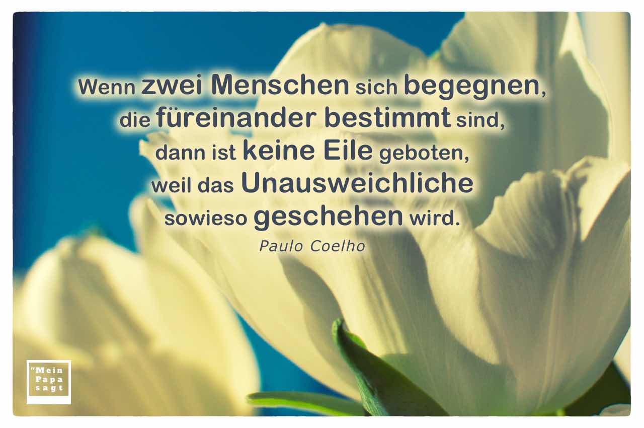 Weiße Tulpen mit dem Coelho Zitat: Wenn zwei Menschen sich begegnen, die füreinander bestimmt sind, dann ist keine Eile geboten, weil das Unausweichliche sowieso geschehen wird. Paulo Coelho