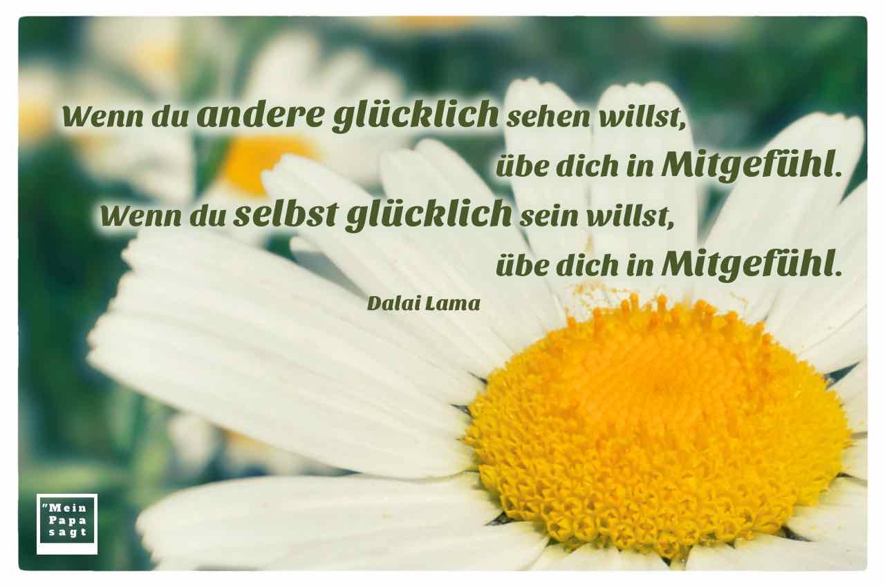 Gänseblümchen mit dem Dalai Lama Zitat: Wenn du andere glücklich sehen willst, übe dich in Mitgefühl. Wenn du selbst glücklich sein willst, übe dich in Mitgefühl. Dalai Lama
