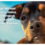 junger Hund mit dem Sprichwort: Jede Minute, die man lacht, verlängert das Leben um eine Stunde. aus China