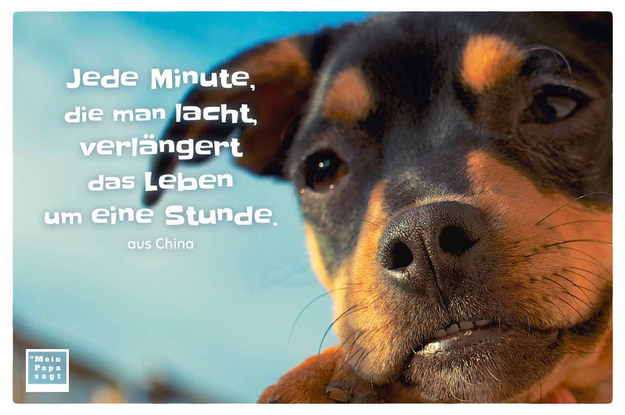 junger Hund mit dem Sprichwort: Jede Minute, die man lacht, verlängert das Leben um eine Stunde. aus China